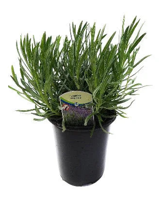 Lavender French Provence - 2.5QT Size Pot