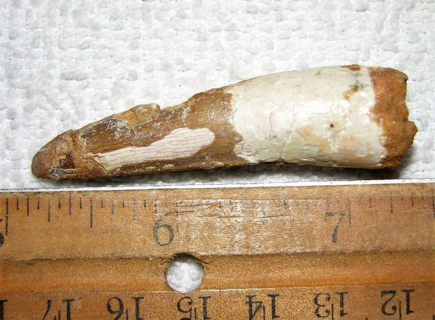 Spinosaurus Tooth 1 1/2 Inches Long Real Dinosaur Fossil