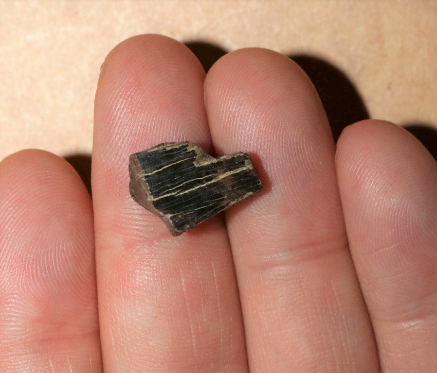 Tyrannosaurus Rex Tooth Hell Creek Fossil T-Rex 1/2 Inch Long Genuine & Unrestored