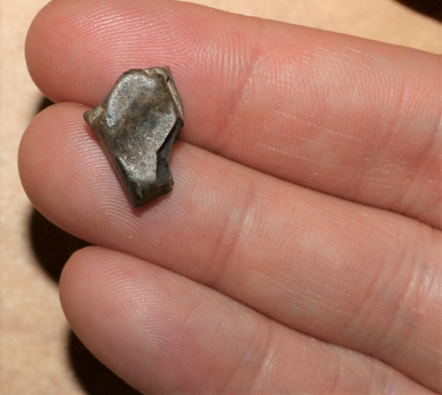 Tyrannosaurus Rex Tooth Hell Creek Fossil T-Rex 1/2 Inch Long Genuine & Unrestored