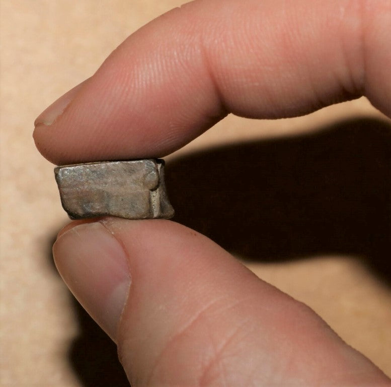 Tyrannosaurus Rex Tooth Hell Creek Fossil T-Rex 1/2 Inch Long Genuine & Unrestored