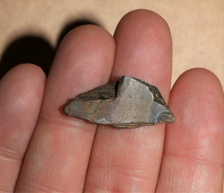 Tyrannosaurus Rex Tooth Hell Creek Fossil T-Rex 1/2 Inch Long Genuine & Unrestored