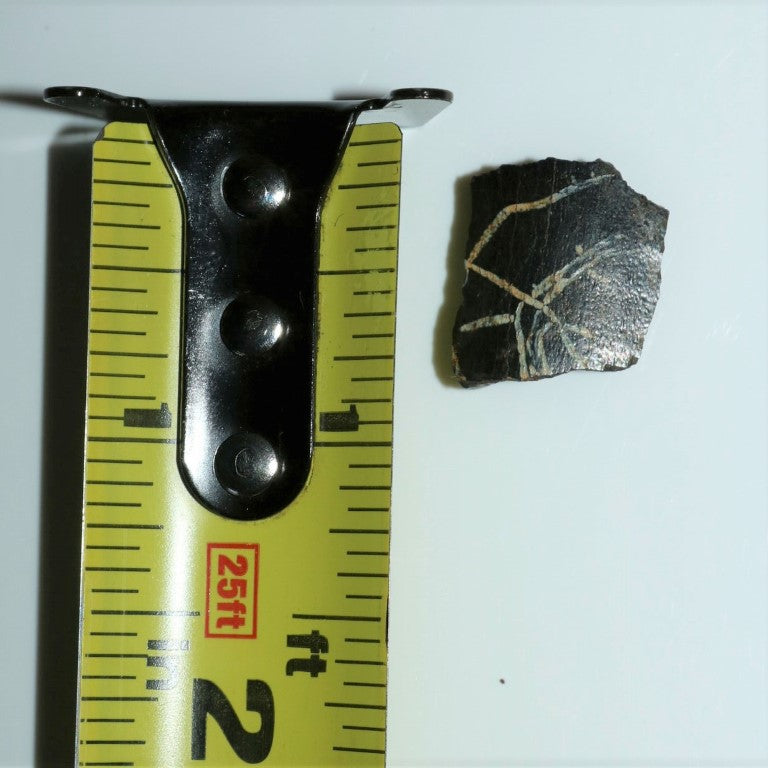 Tyrannosaurus Rex Tooth Hell Creek Fossil T-Rex 1/2 Inch Long Genuine & Unrestored