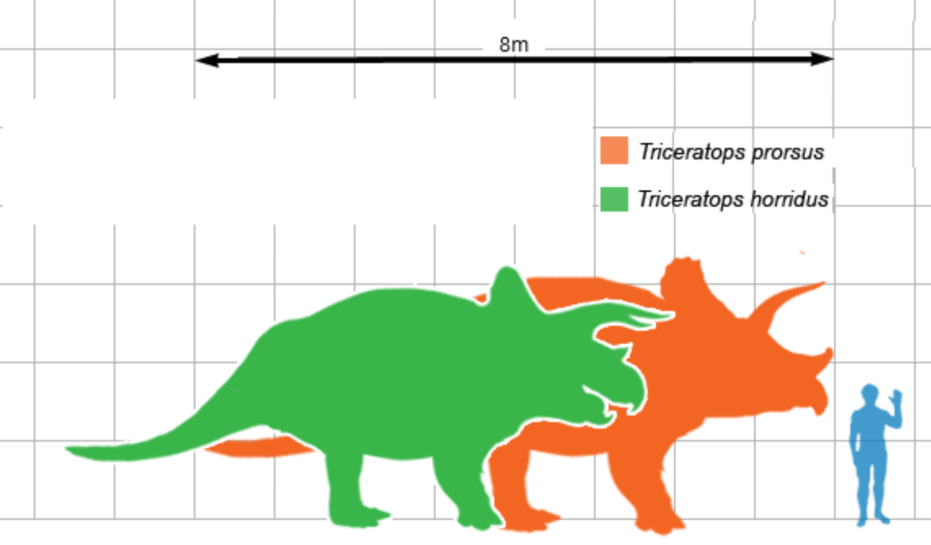 Triceratops Tooth Hell Creek Fossil 1/2 Inch Long Genuine & Unrestored