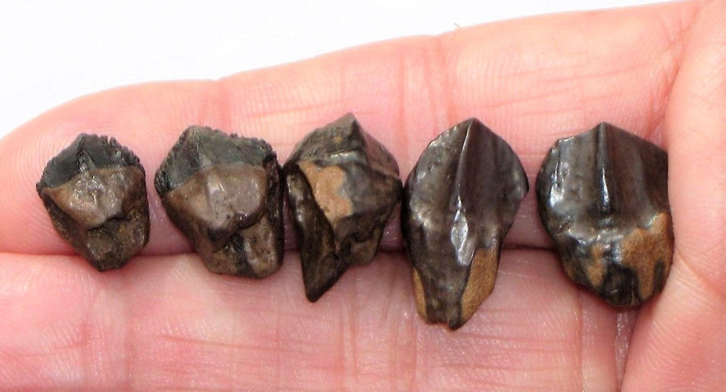Triceratops Tooth Hell Creek Fossil 1/2 Inch Long Genuine & Unrestored