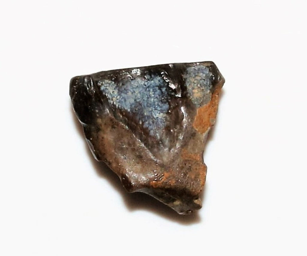 Triceratops Tooth Hell Creek Fossil 1/2 Inch Long Genuine & Unrestored