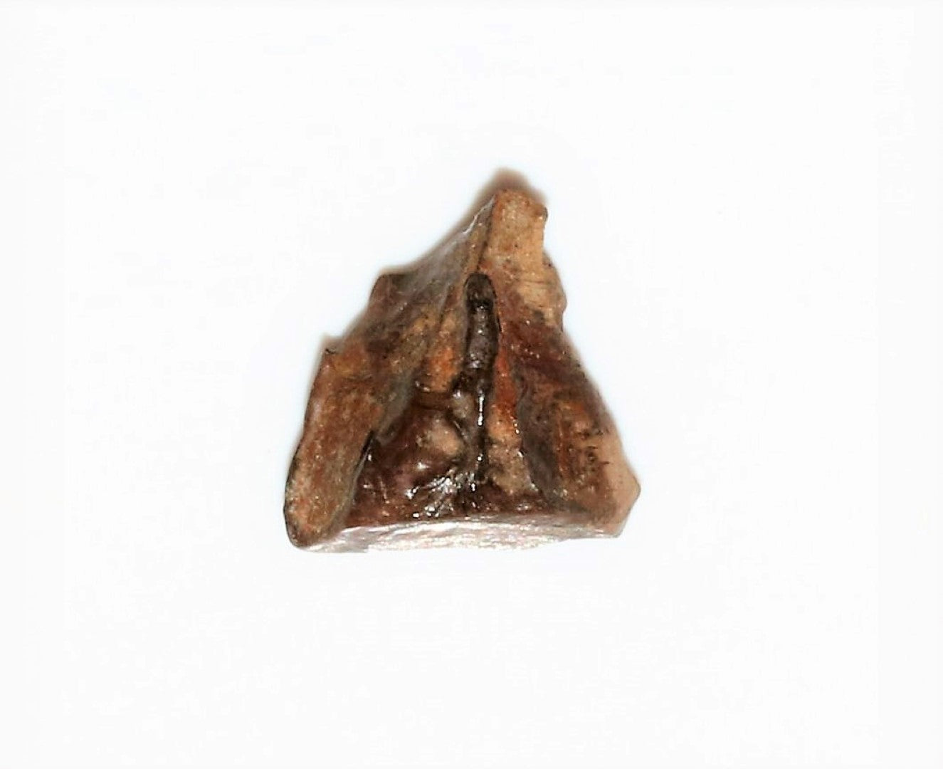 Triceratops Tooth Hell Creek Fossil 1/2 Inch Long Genuine & Unrestored