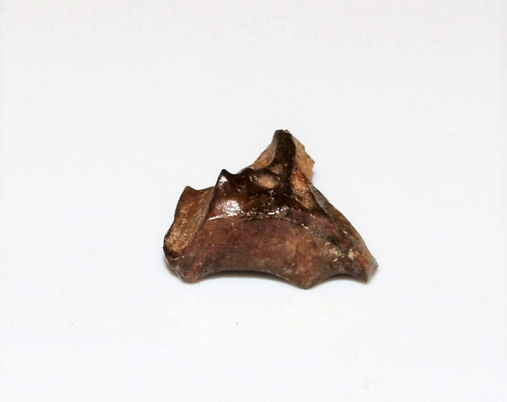 Triceratops Tooth Hell Creek Fossil 1/2 Inch Long Genuine & Unrestored
