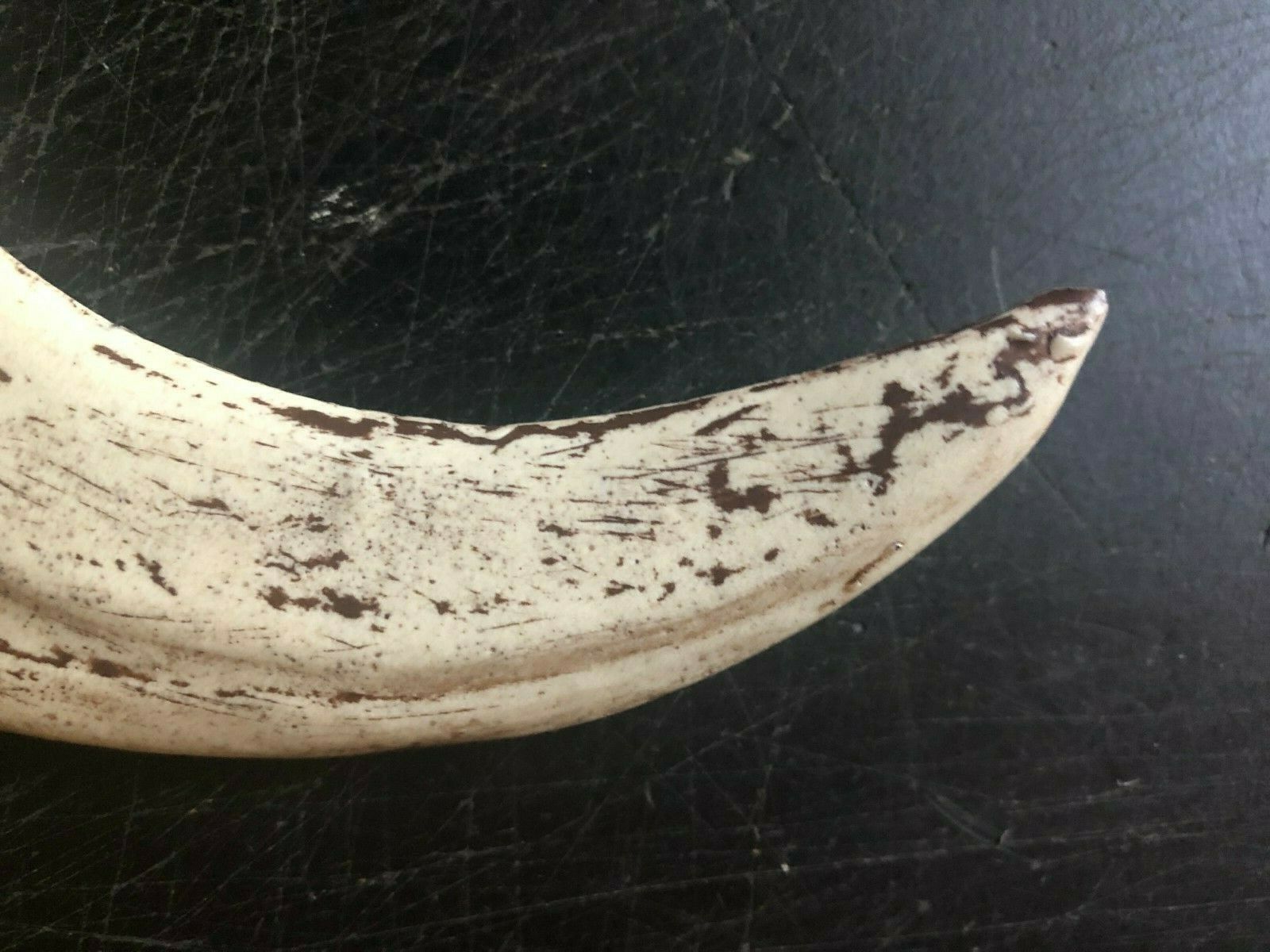 Utahraptor Claw Replica 9 Inches Long Beige Resin Model