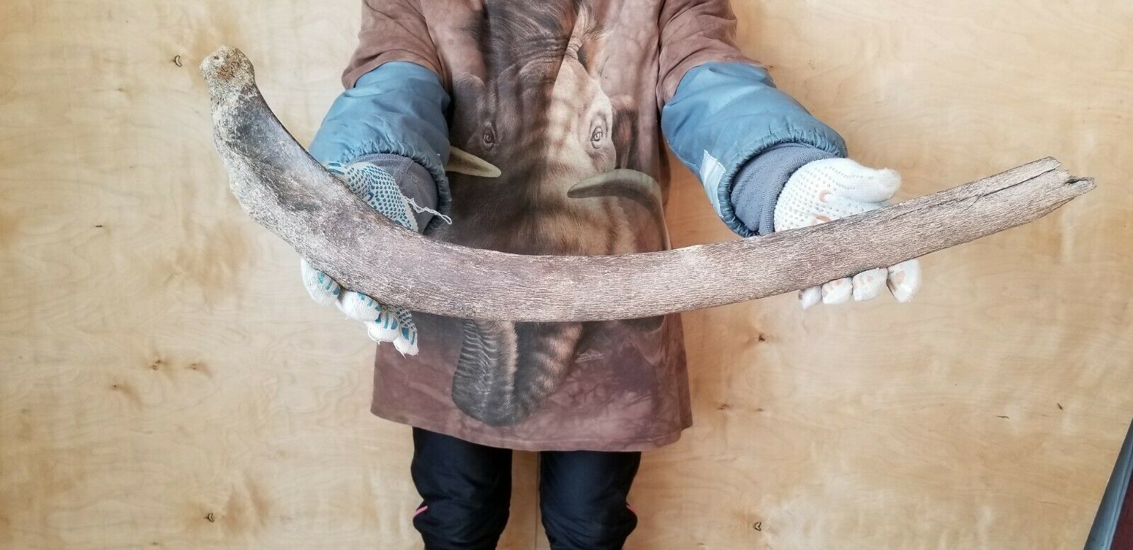 Woolly Mammoth Rib Bone Genuine Fossil Siberia