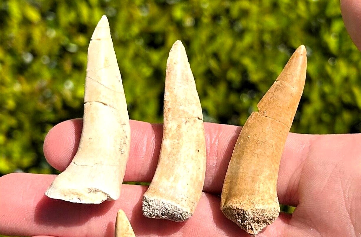 Enchodus Extinct Fish Lot of 3 Teeth Prehistoric Sabertooth Herring Fossil