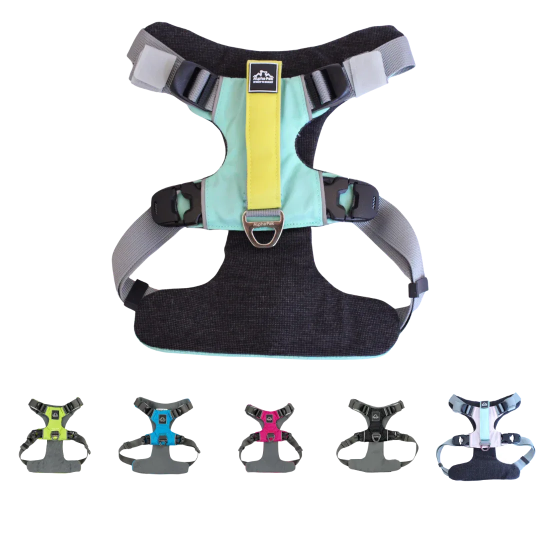 Everyday Adventure Dog Harness