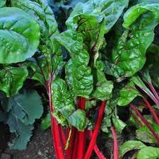 Organic Heirloom Ruby Red Swiss Chard Seeds