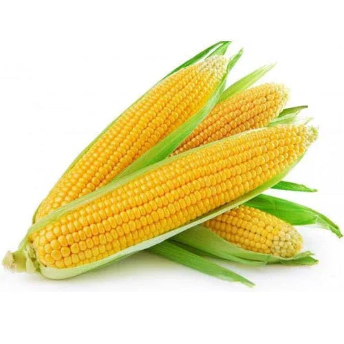 Heirloom Organic Golden Cross Bantam Sweet Corn Seeds
