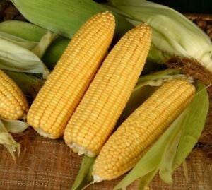 Heirloom Organic Golden Cross Bantam Sweet Corn Seeds