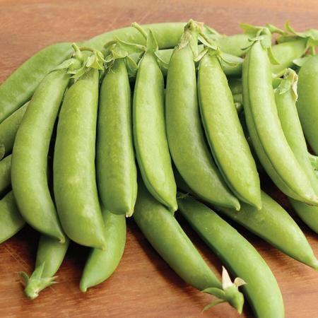 Heirloom Organic Sugar Daddy Stringless Pea Seeds