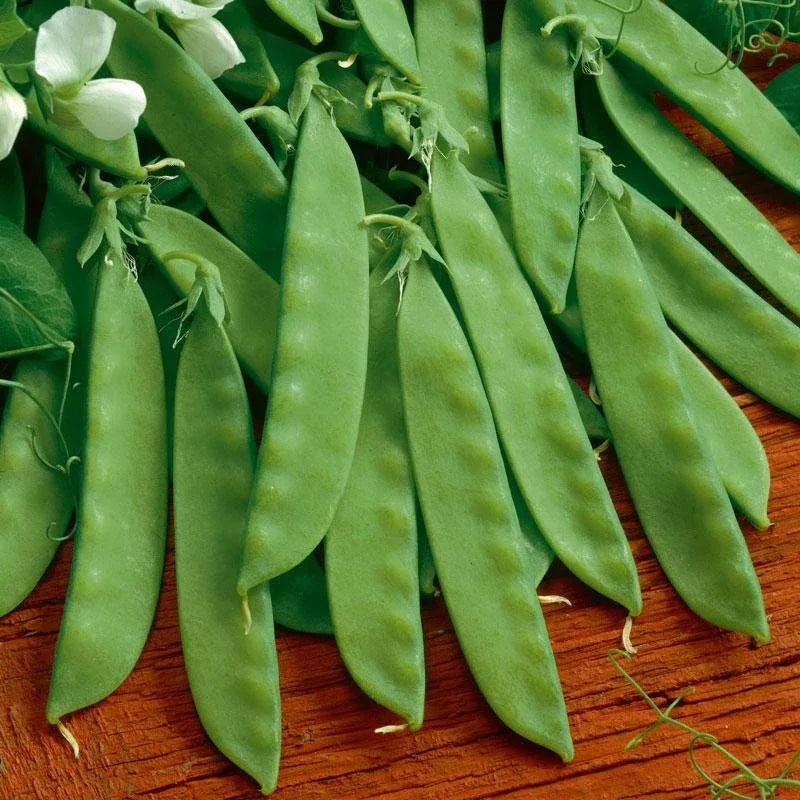 Heirloom Organic Sugar Daddy Stringless Pea Seeds