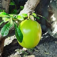 RARE Organic Heirloom Calabash Fruit Tree Seeds