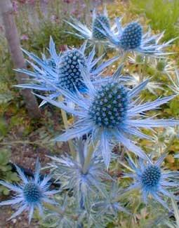 Heirloom Organic Blue Sea Holly Flower