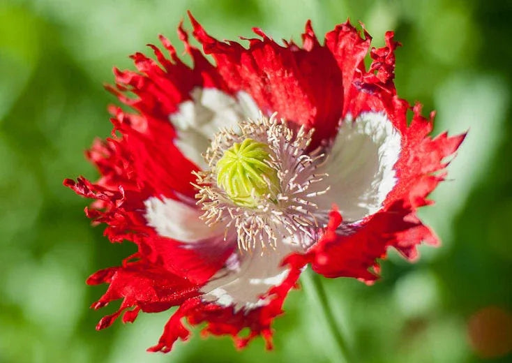 Heirloom Organic Danish Flag Poppy Seeds aka Feathered poppy, Daneborg opium poppy, Fringed Poppie, Breadseed Poppies