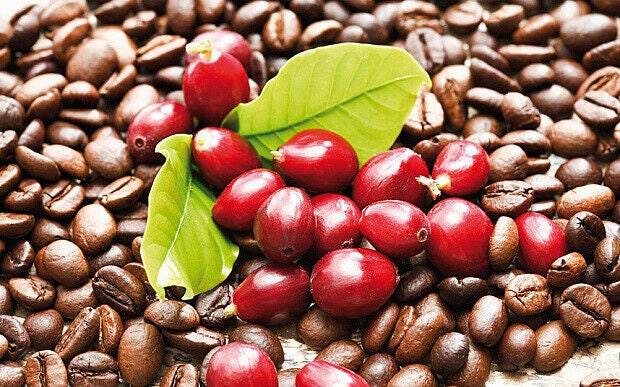 Organic Coffee Bean Tree Seeds Arabica perfect office or house plants! seedlings available check website for details