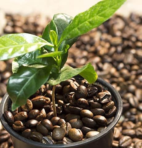 Organic Coffee Bean Tree Seeds Arabica perfect office or house plants! seedlings available check website for details