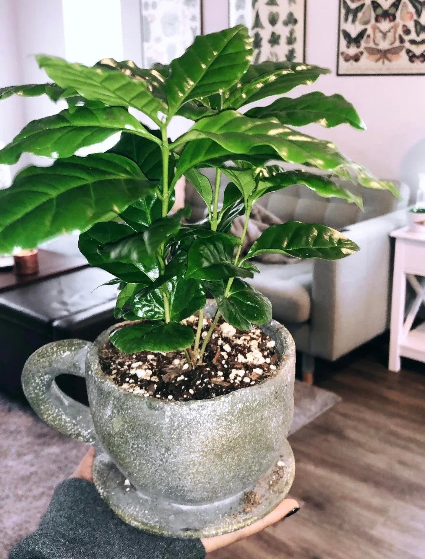 Organic Coffee Bean Tree Seeds Arabica perfect office or house plants! seedlings available check website for details