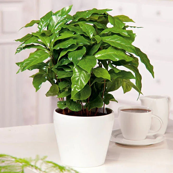 Organic Coffee Bean Tree Seeds Arabica perfect office or house plants! seedlings available check website for details