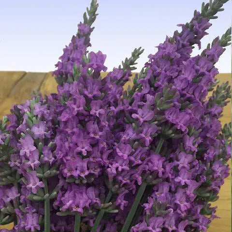 Lavender Live Plant "Sensational" - 4" Size Pot