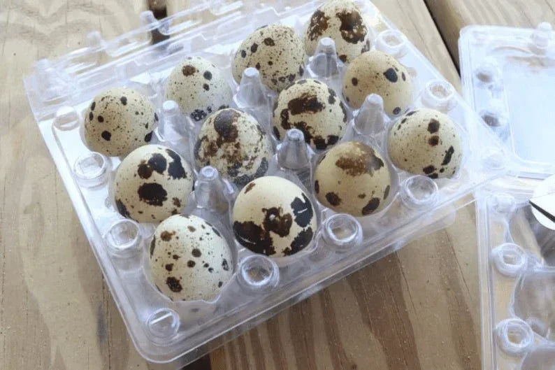8 Dozen Farm Fresh n Tasty Organic Jumbo Quail Eggs Plastic