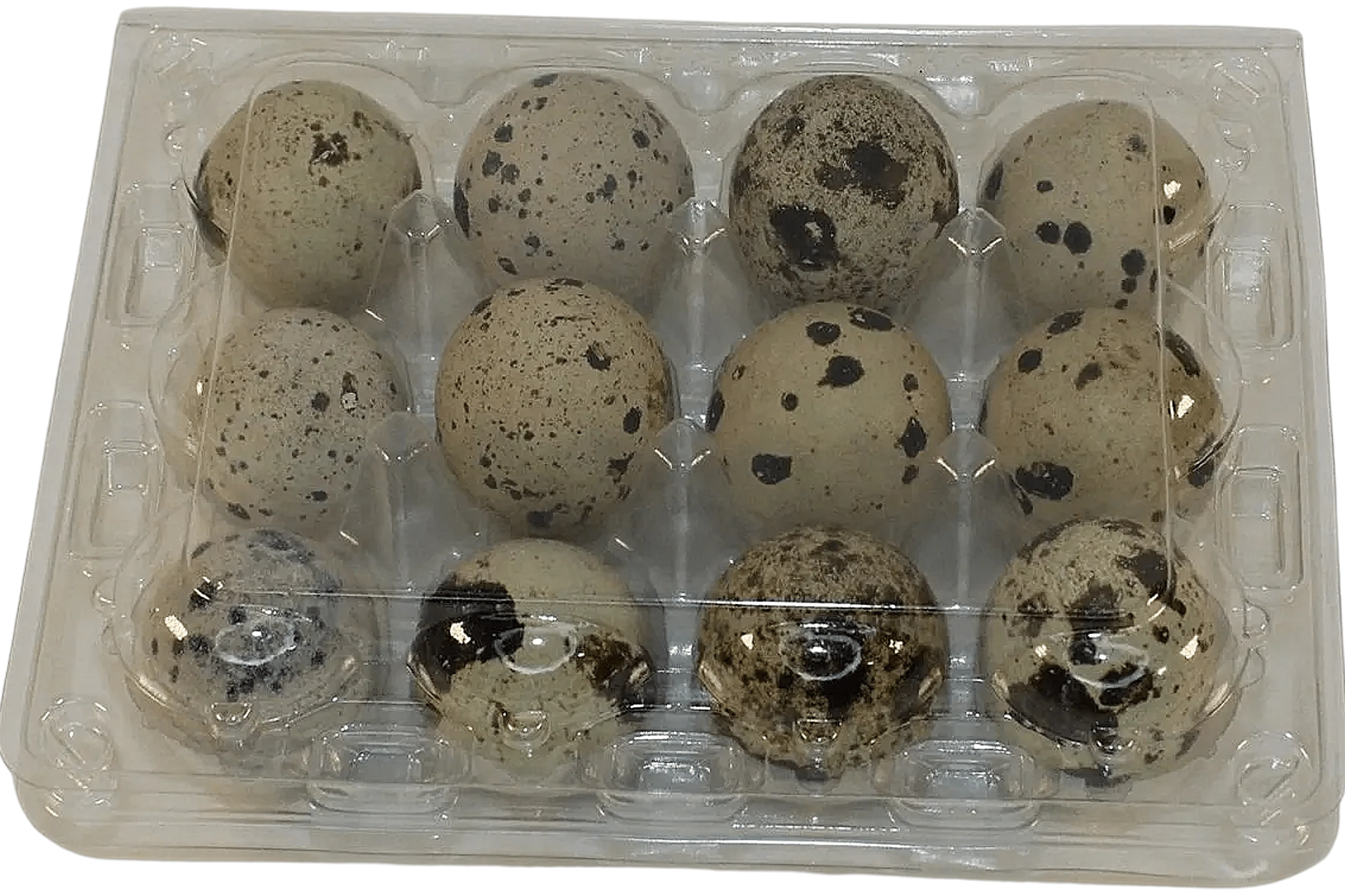 12-cell Large Jumbo Quail/Pigeon Egg Cartons (3x4)