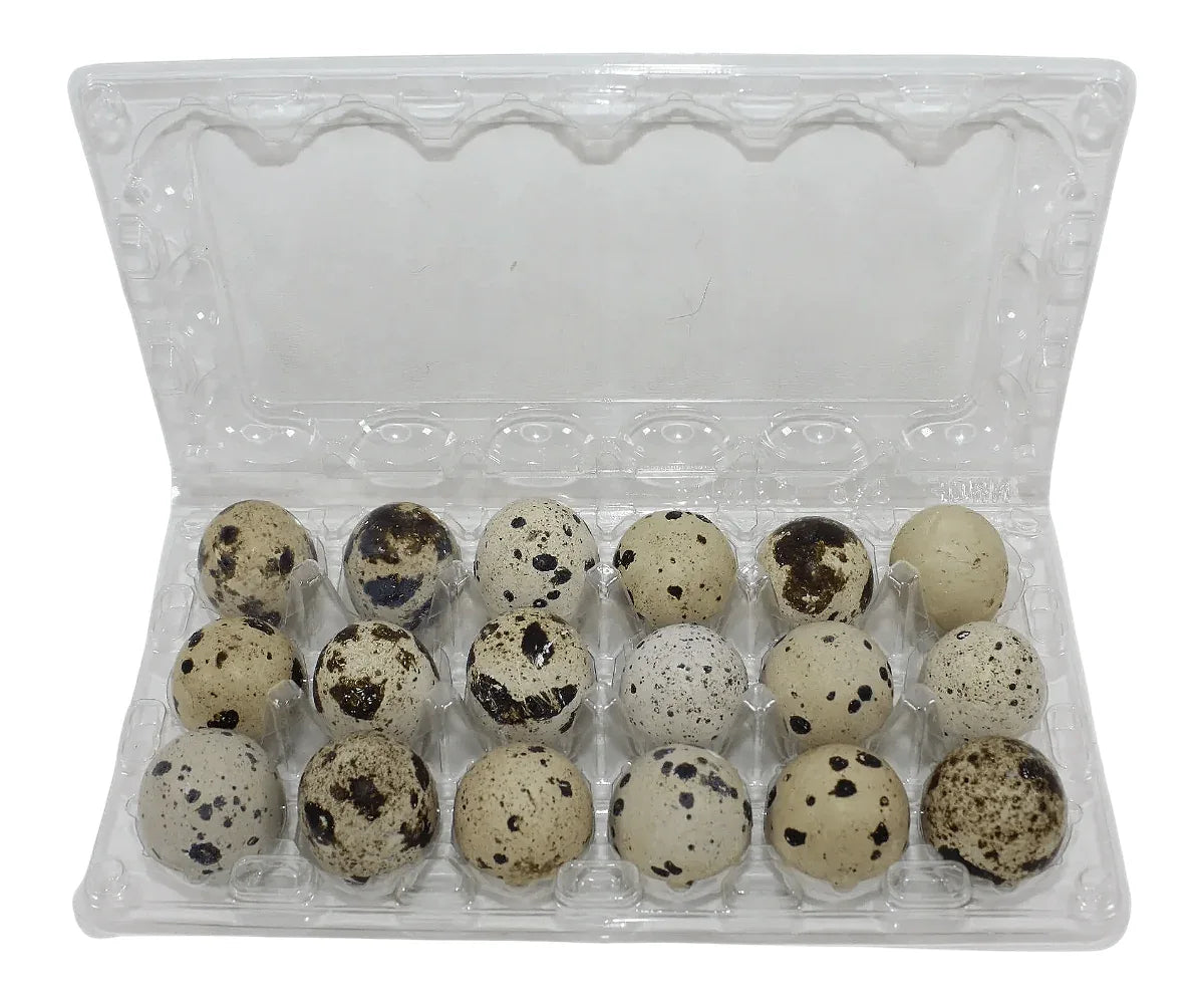 18-cell Large Jumbo Quail/Pigeon Egg Cartons (3x6)