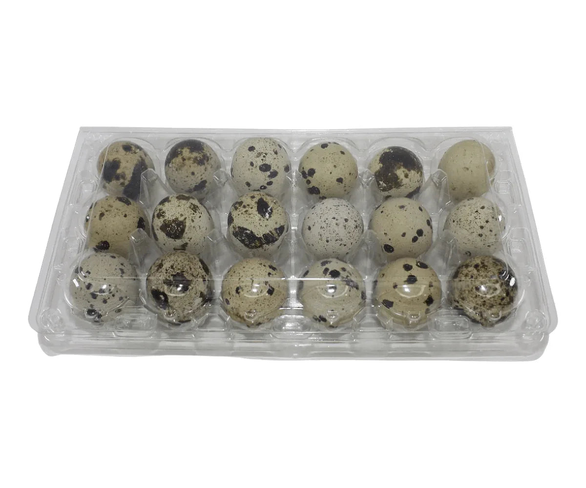 18-cell Large Jumbo Quail/Pigeon Egg Cartons (3x6)