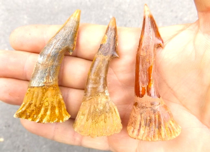 Onchopristis Extinct Sawfish Tooth Cretaceous Dinosaur Fossil