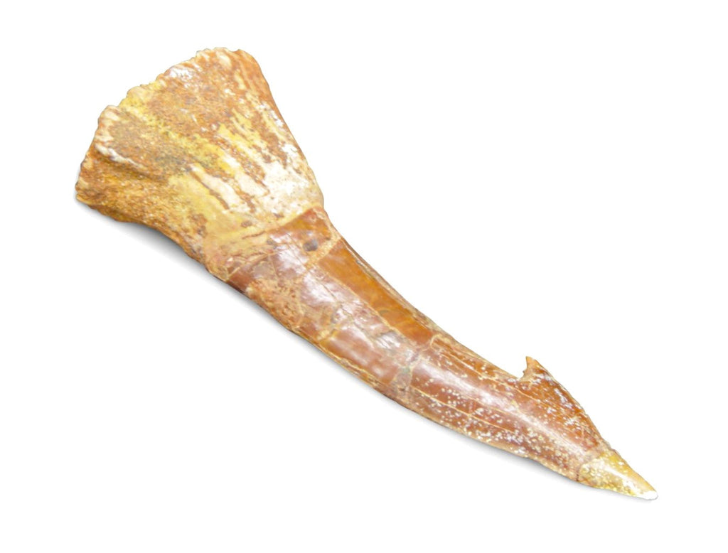 Onchopristis Extinct Sawfish Tooth Cretaceous Dinosaur Fossil