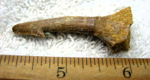 Onchopristis Extinct Sawfish Tooth Cretaceous Dinosaur Fossil