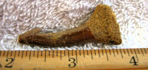 Onchopristis Extinct Sawfish Tooth Cretaceous Dinosaur Fossil