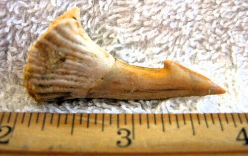 Onchopristis Extinct Sawfish Tooth Cretaceous Dinosaur Fossil