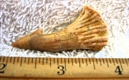 Onchopristis Extinct Sawfish Tooth Cretaceous Dinosaur Fossil