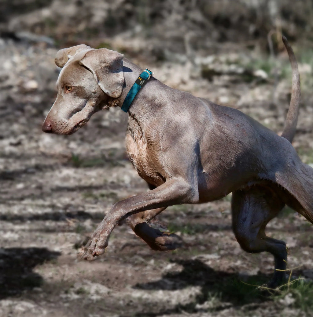 Pet Life ® 'Escapade' Outdoor Series 2-in-1 Convertible Dog Leash and Collar