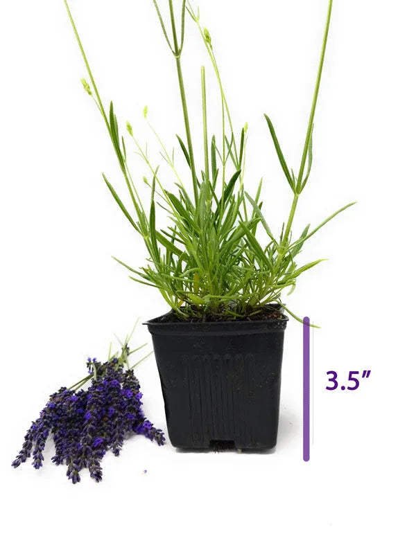 Lavender Live Plant Phenomenal